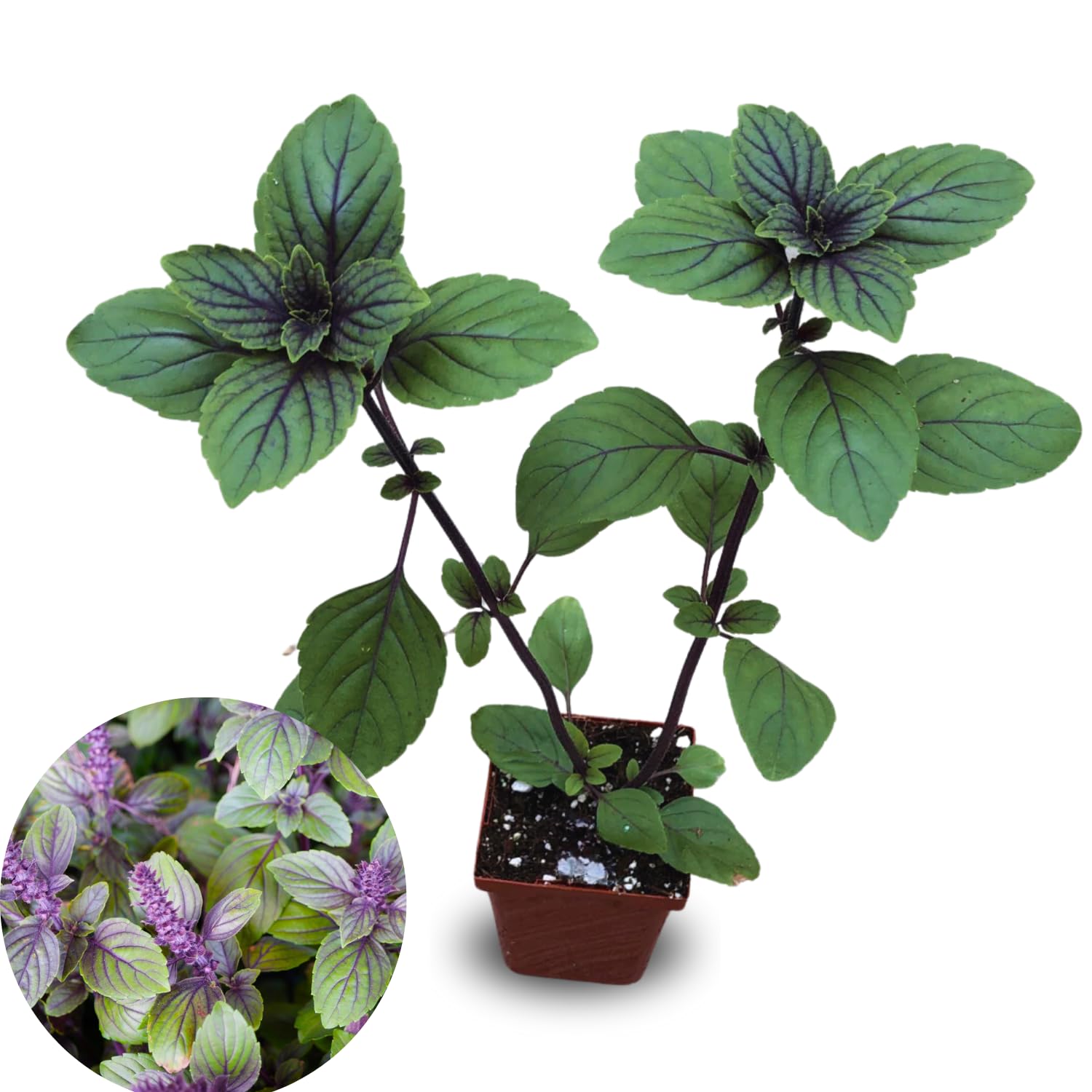 Blue Basil Plant Pot, 6 Blue African Basil Live Plants, 4 Inc Potted, Herb Plants Live Gardening