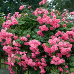 2 Pink Rose Climbing Live Starter Plants, Fragrant Pink Climbing Rose for Planting Outdoor, No Pot, 1 Year Old Rose Plant, Well-Rooted Rose Plants Live Ready to Plant