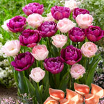 20 Mix Double Tulip Bulbs for Fall Planting, Tulip Flower Bulb, Tulip Bulbs for Growing Indoor or Outdoor