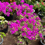 2 Raspberry Ice Bougainvillea Plants Live, Flowering Bougainvillea Vine for Outdoor Garden or Trellis, 5-9 Inch Tall, Very Hardy