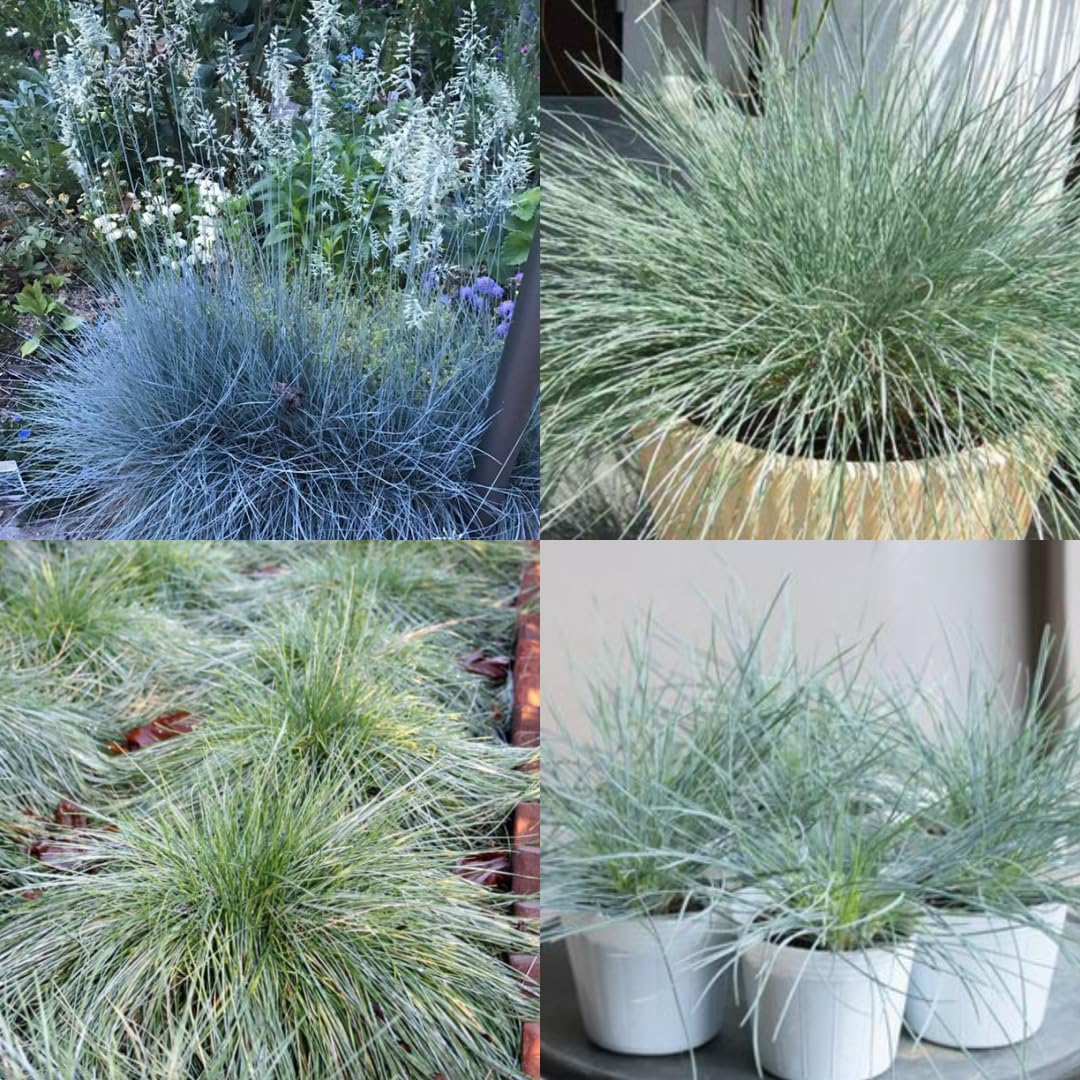 Pack 2 Grass Plants Live for Growing, Ornamental Grasses Live Plants Perennial 5-9 Inch Tall (Mixed Grass Plants)