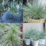 Set 2 Grass Plants Live for Planting, 5-9 Inch Tall, Ornamental Grasses Live Plants Perennial Grass, Well-Rooted (Mixed Grass)