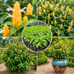 Yellow Shrimp Plants Live, Shrimp Plant, Tropical Flowering Plant for Containers, Patios and Landscapes, Full Rooted from 4-6 Inches Tall