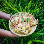 4 Ginger Plants Live for Planting, Live Ginger Plants, 4 to 6 Inches Tall, Ginger Live Plant, Live Plant Ginger, Herb Plants for Garden