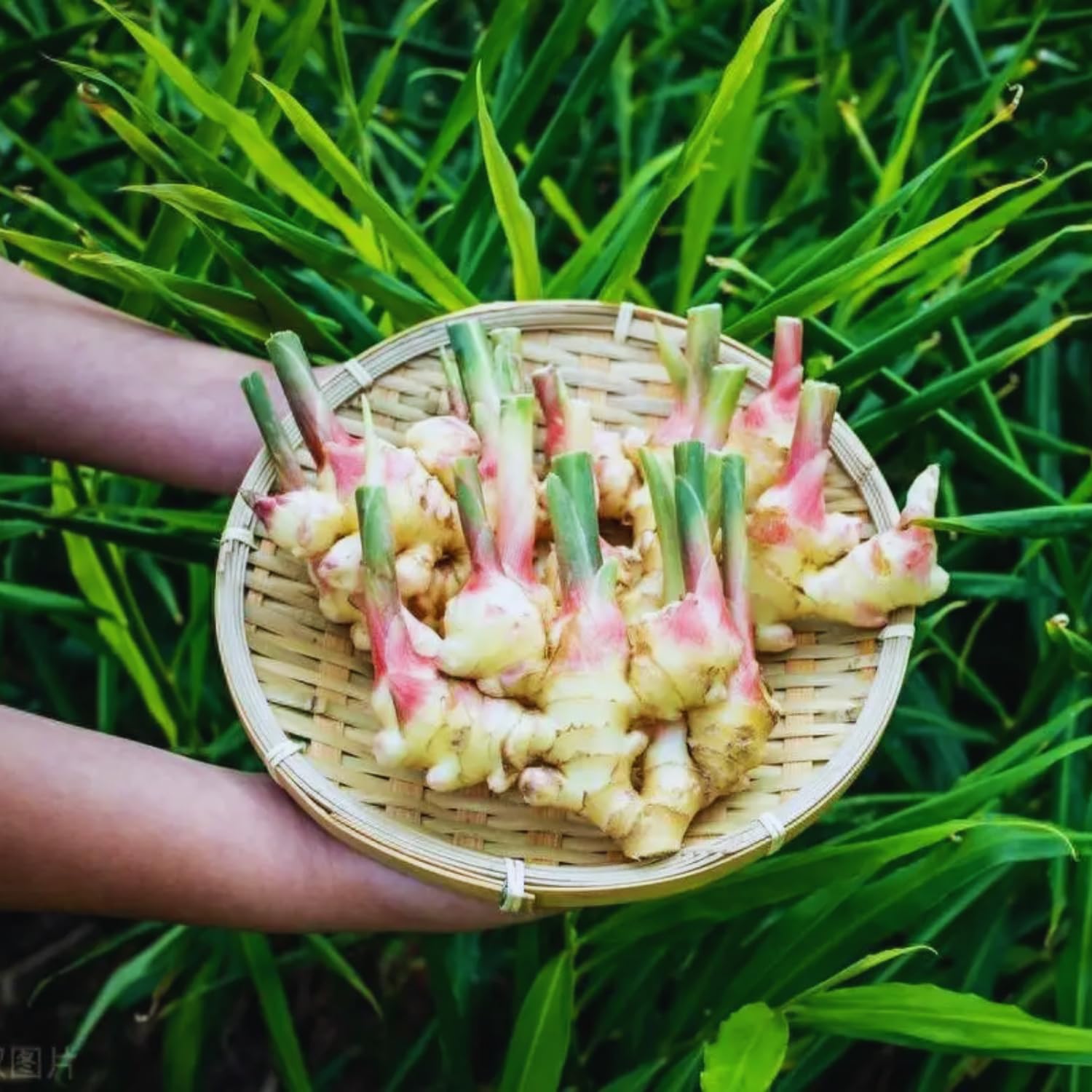 4 Ginger Plants Live for Planting, Live Ginger Plants, 4 to 6 Inches Tall, Ginger Live Plant, Live Plant Ginger, Herb Plants for Garden