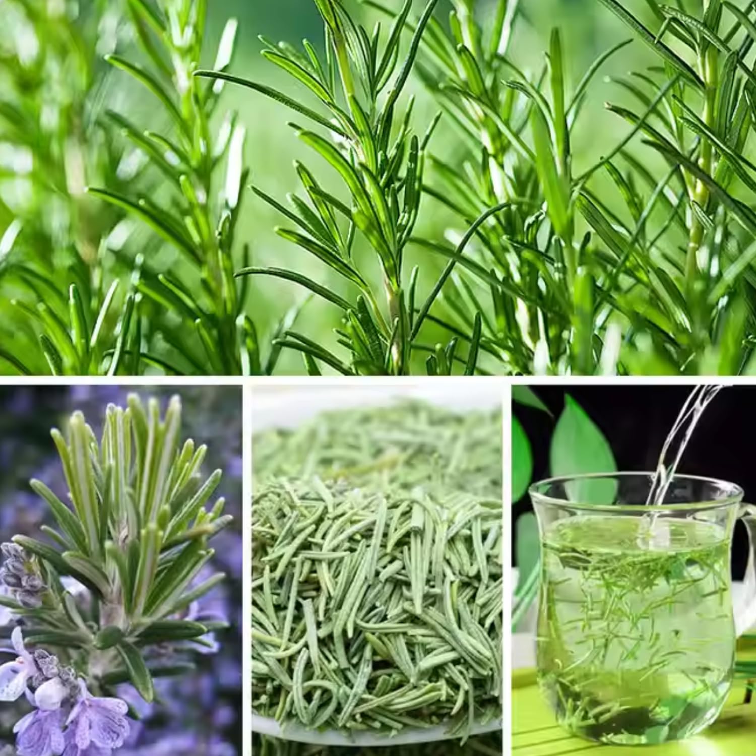 2 Rosemary Plants Live, 5 to 7 Inc Starter Plants, Rosemary Herb Live Plant Pot 4 Inc Indoor Outdoor Gardening