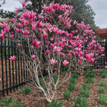 Ann Magnolia Tree Live Plant in 2.5 Inches in Pot, Starter Plant, Fragrant Perennial Ornamental Plants Shrub for Outdoor Garden