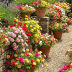 Mix Moss Rose Plants Live, Live Portulaca Plants, Well Rooted from 4 to 8 Inches Tall, Vibrant Flowers for Ground Cover and Garden Beds