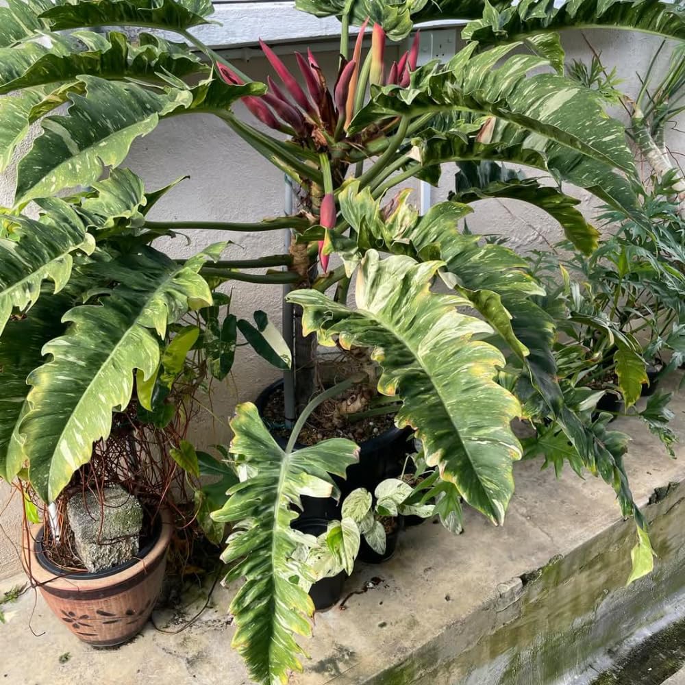 Variegated Philodendron Live Plant, Rare Indoor Houseplant Live Well Rooted 5-7 Inches, Container Growing, Home Office Decor (Fire Philodendron)