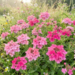 Verbena Plants Live, Verbena Plant from 4-8 Inches Tall, Long Blooming Outdoor Flower Plant for Garden Beds, Hanging Baskets and Containers (Pink)
