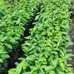 Sweet Soursop Fruit Tree, Annona Muricata Soursop Tree Live Plant 5 to 9 Inches Height, Soursop Plant Live for Planting, No Pot