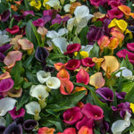 Set 4 Mixed Calla Lily Bulbs - Colorful Calla Lily Flower Bulbs for Garden, Easy to Grow Summer Blooming Flowers - Cut Flower Variety Pack