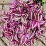 Wandering Jew Live Plant, Tradescantia Live Plant in 3 Inch Pot, Pink Wandering Jew Plants Houseplant for Planting Indoor Outdoor Garden