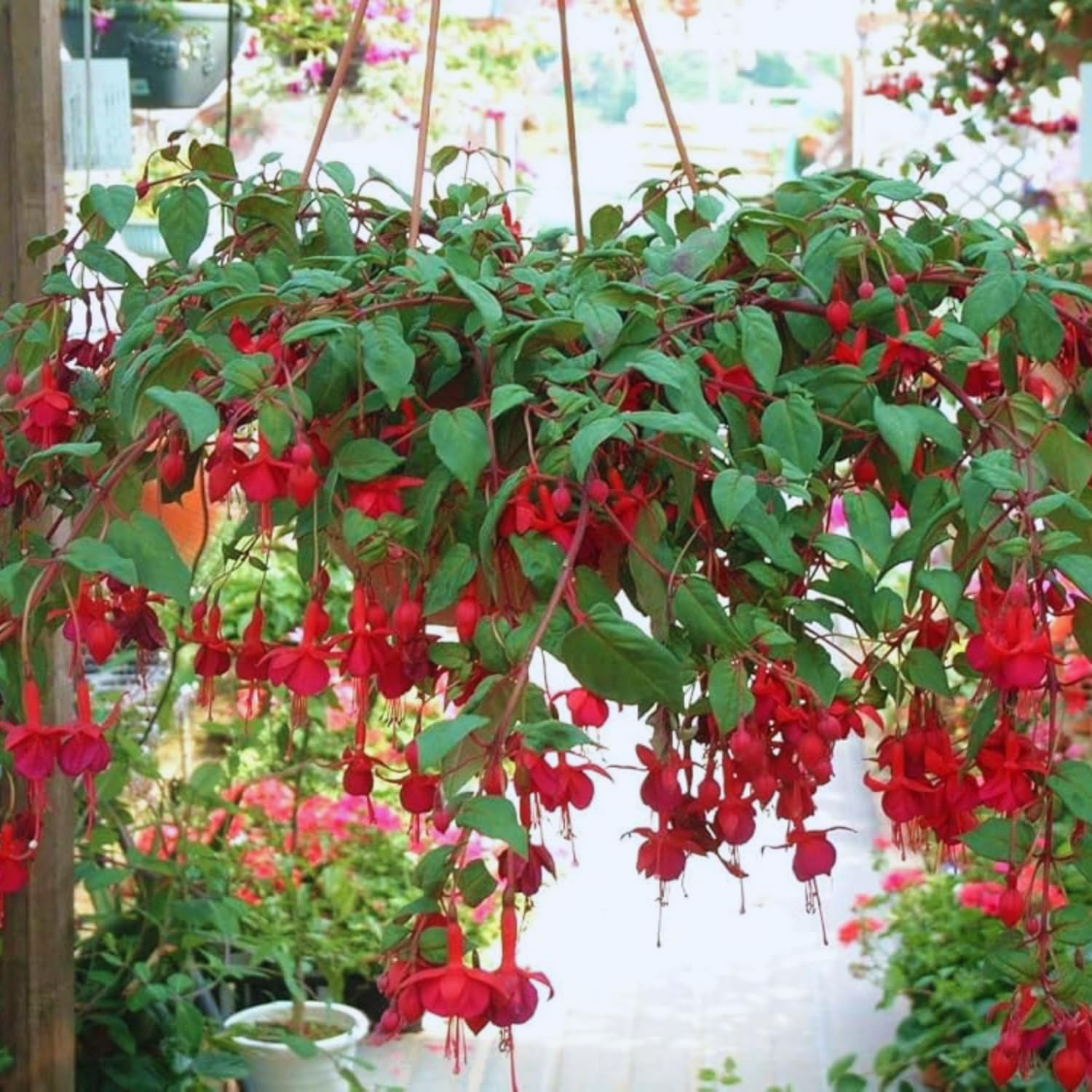 2 Red Fuchsia Plants Live, Fuchsia Flower Plants Indoor Outdoor, 3 to 5 Inches Tall
