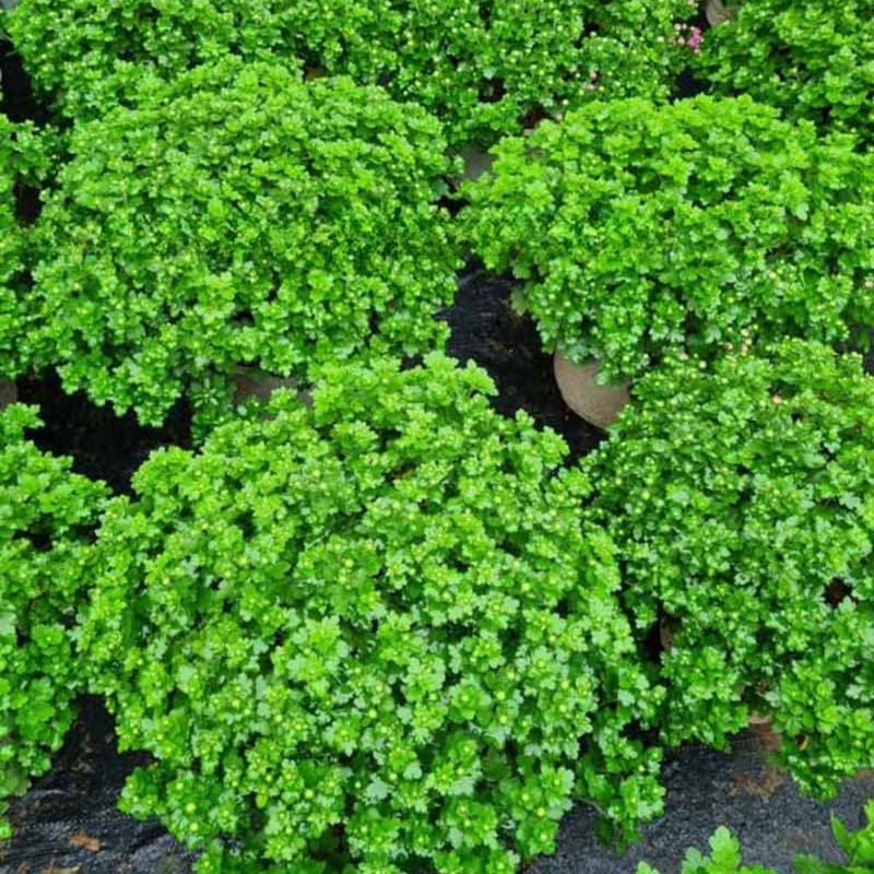 Vibrant Chrysanthemum Plants Live Starter, Mums Plants Live for Spring Blooms, Outside Growing, Hardy and Fast-Growing, Size 4-8" in Tall