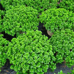 Purple Chrysanthemum Plants Live Starter, Mums Plants Live for Spring Blooms, Outside Growing, Hardy and Fast-Growing, Size 4-8" in Tall