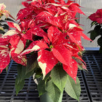 2 Poinsettia Plants Live, Variegated Red Poinsettia Flowers Christmas Decorations, Holiday Houseplant, Poinsettias Trees Plants, No Pot, 5-9" Tall