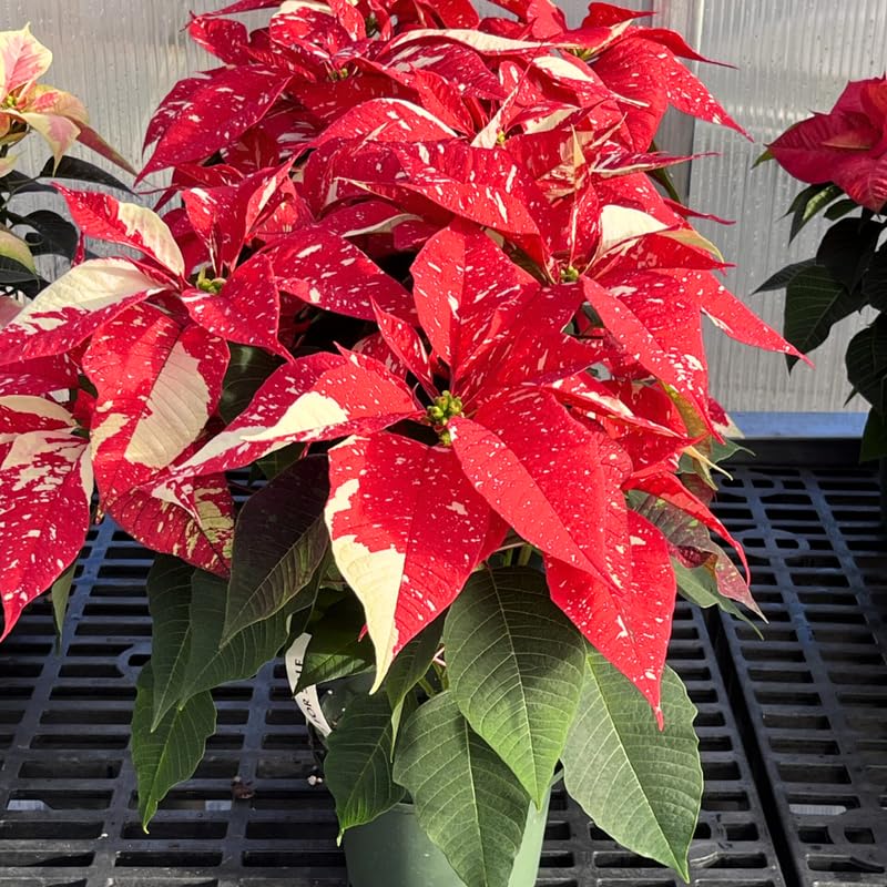 2 Poinsettia Plants Live, Variegated Red Poinsettia Flowers Christmas Decorations, Holiday Houseplant, Poinsettias Trees Plants, No Pot, 5-9" Tall