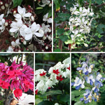 2 Clerodendrum Live Plants 4-7 Inches, Trailing Light Bulb Flowering Shrub, Indoor or Outdoor Ornamental (Assorted)
