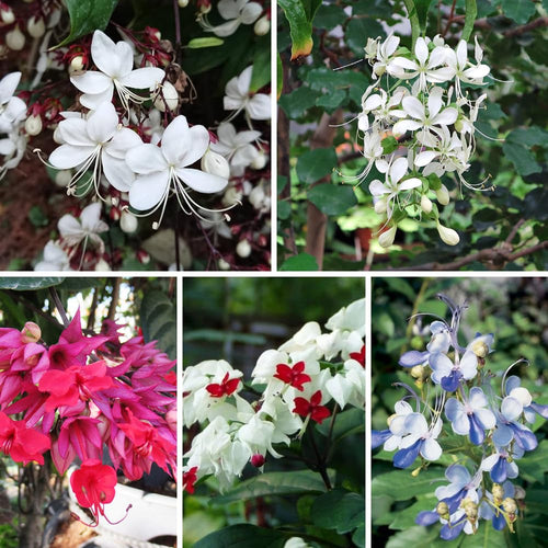 2 Clerodendrum Live Plants 4-7 Inches, Trailing Light Bulb Flowering Shrub, Indoor or Outdoor Ornamental (Assorted)
