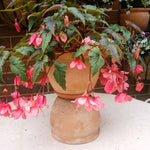 Begonia Plants Live, Rare Begonias Indoor Growing, Hanging Basket, Starter 5 to 9 Inc Tall (Bronze Leaf Rose)