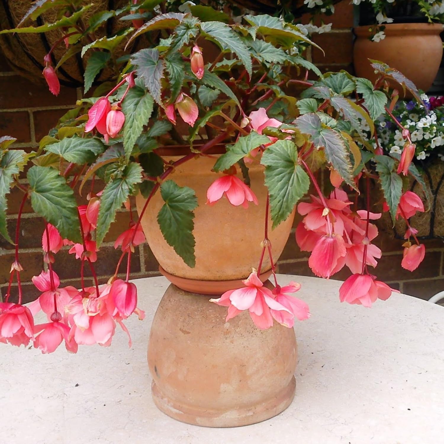 Begonia Plants Live, Rare Begonias Indoor Growing, Hanging Basket, Starter 5 to 9 Inc Tall (Bronze Leaf Rose)