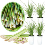 3 Lemongrass Plants Stalks Live for Outside Growing, Lemon Grass Stalks Fresh Herb Plants Trim Back for Planting