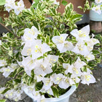 2 Coconut Ice Bougainvillea Plants Live, Flowering Bougainvillea Vine for Outdoor Garden or Trellis, 5-9 Inch Tall, Very Hardy
