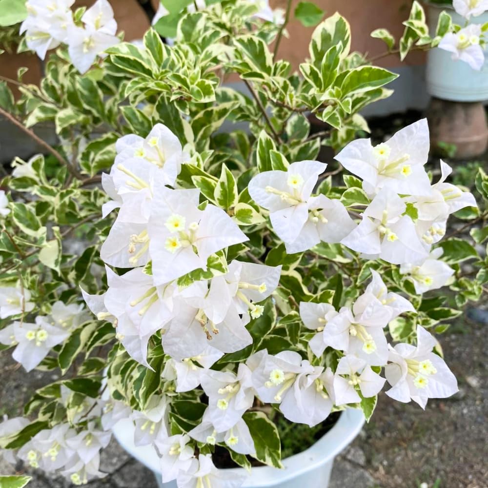 2 Coconut Ice Bougainvillea Plants Live, Flowering Bougainvillea Vine for Outdoor Garden or Trellis, 5-9 Inch Tall, Very Hardy