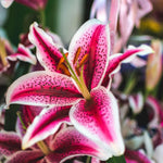 Set 3 Large Pink Lily Bulbs, 4-6 Inch, Pink Lilies Bulbs, Flowering Bulb for Outdoor Garden Beds and Containers