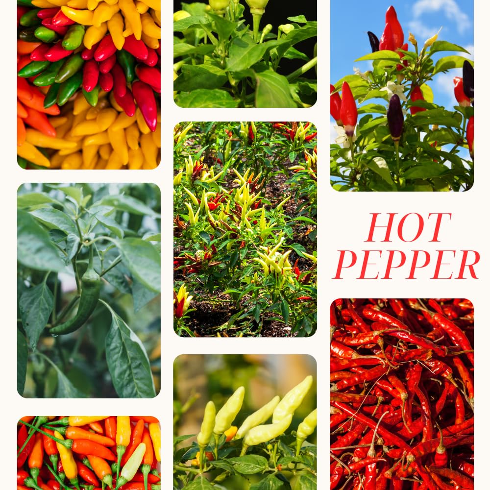Red Pepper Plants Live, Hot Pepper Seedling from 4 to 7 Inches Tall, Easy for Planting Year-Round, 2 Plant Per Pot, Zones 9-11