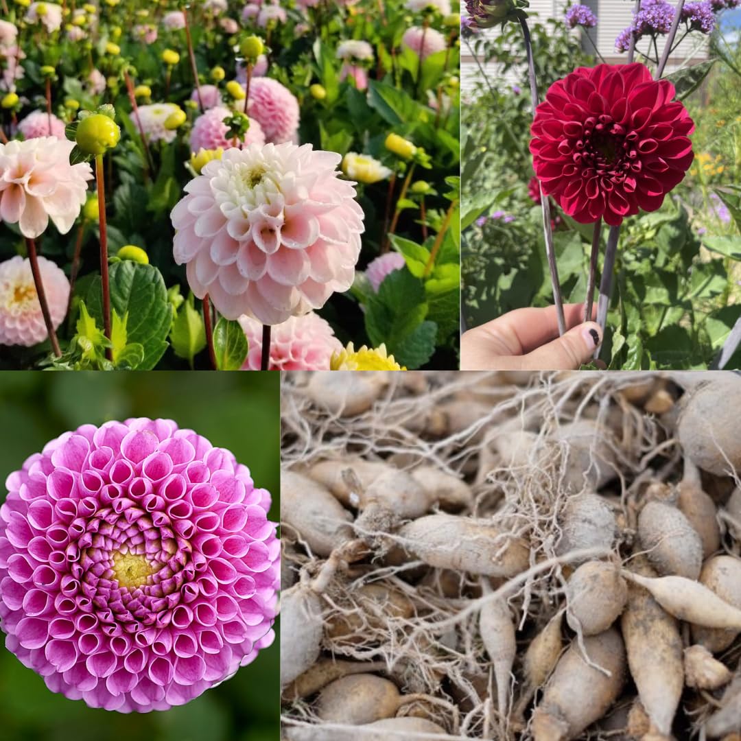 2 Dahlia Bulbs for Spring Planting, Dahlia Bulbs for Planting Indoor and Outdoor (Pink)