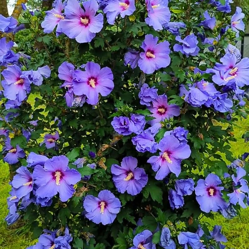 Live Rose of Sharon Plant 6-13" Tall, Althea Hibiscus Bush Well Rooted, Hardy Fragrant Hibiscus Syriacus Flowering Plant, Winter Dormant