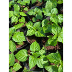 Pack 2 Rare Pepper Plants Live No Pot, 5-9" Chili Pepper Live Plants for Growing, 80 Days Old Plants
