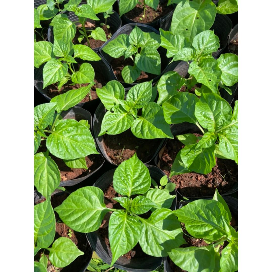 Pack 2 Rare Pepper Plants Live No Pot, 5-9" Chili Pepper Live Plants for Growing, 80 Days Old Plants