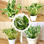 Pothos Live Plant, Live Pothos Plant, 4 to 6 Inches, House Plants Live for Growing Indoor and Outdoor, 4 Inc Potted (Variegated)