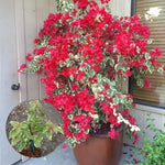 Combo 2 Bougainvillea Plants Live Trees, Outdoor Bougainvillea Plant for Trailing Flowering Vines or Bush Tree, 5-10” Tall, Well-Rooted Bougainvillea Raspberry Ice Vivid Red-Pink