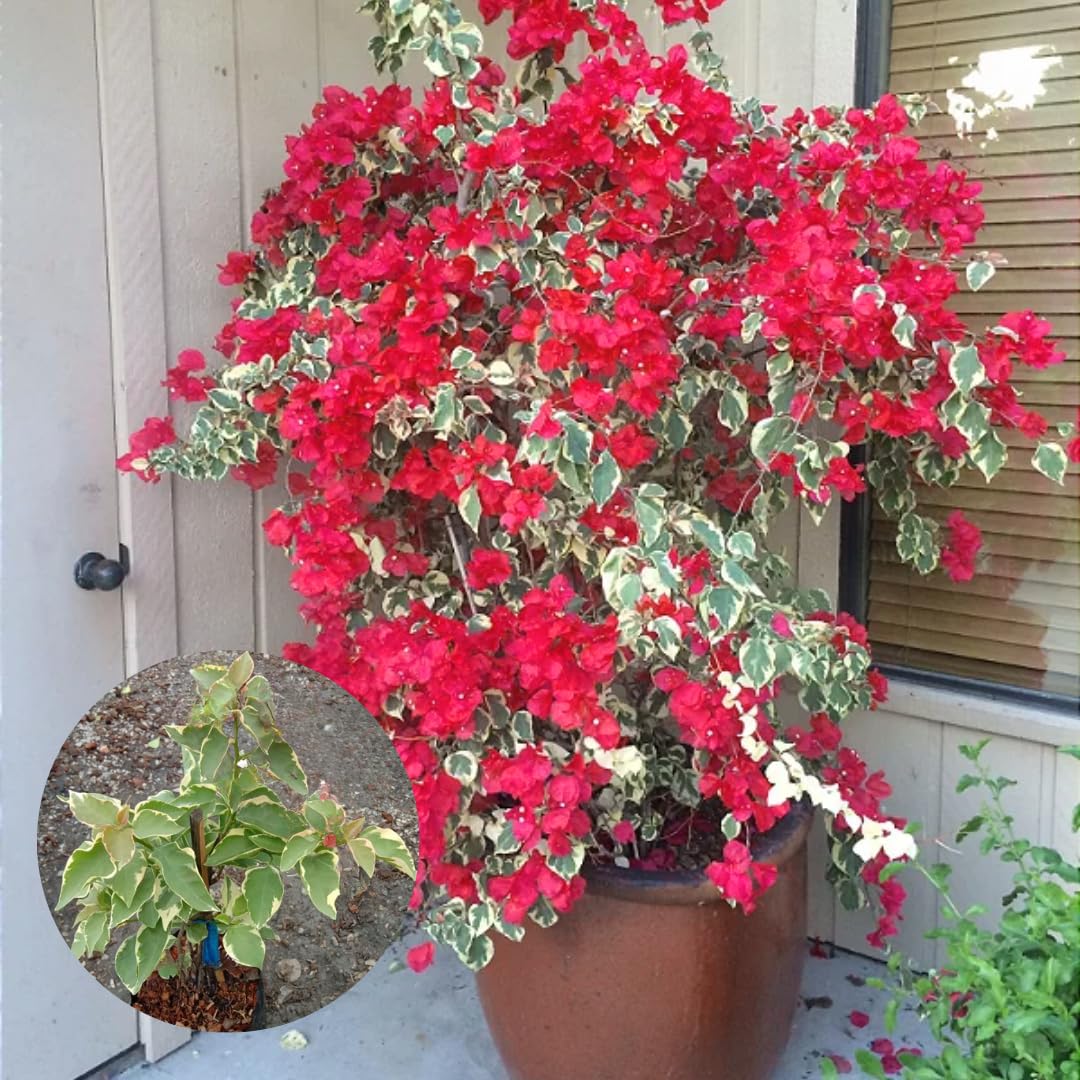 Combo 2 Bougainvillea Plants Live Trees, Outdoor Bougainvillea Plant for Trailing Flowering Vines or Bush Tree, 5-10” Tall, Well-Rooted Bougainvillea Raspberry Ice Vivid Red-Pink