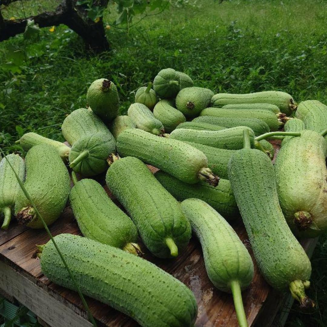 2 Luffa Plants Live, Luffa Gourd Live Plant, Loofah Gourd Plants for Garden, 3 to 5 Inches Tall, Vine Garden
