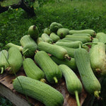 Luffa Plants Live, 2 Luffa Gourd Live Plant, 3 to 5 Inches Tall, Loofah Gourd Plants for Growing Indoor Outdoor, 4 Inches Pot
