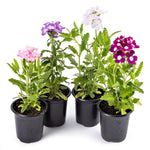 Verbena Plants Live, Verbena Plant from 4-8 Inches Tall, Long Blooming Outdoor Flower Plant for Garden Beds, Hanging Baskets and Containers (Pink)