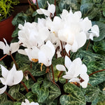 White Cyclamen Plant Live, Flowering Houseplant, 4" Pot