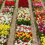 10 Top Size Tulip Bulbs by Hardiness Zones 3 to 11, Mixed Double Peony Tulips Bulb Bulk for Fall Planting, Assorted Colors