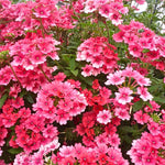Set of 2 Pink Verbena Plant Live, Perennial Verbena Flowers, Pink Flower Plant, 5-7 Inches Tall for Outdoor Gardening