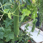 Luffa Live Plant in 4 Inch Pot, 4-6" Tall Live Gourd Loofah Plants, Annual Luffa Vine Vegetable Seedlings for Gardening Outdoor