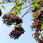 Set of 10 Elderberry Cuttings for Planting, Black Elderberry Fruit Plants, 6–8 Inches Long for Outdoor Growing