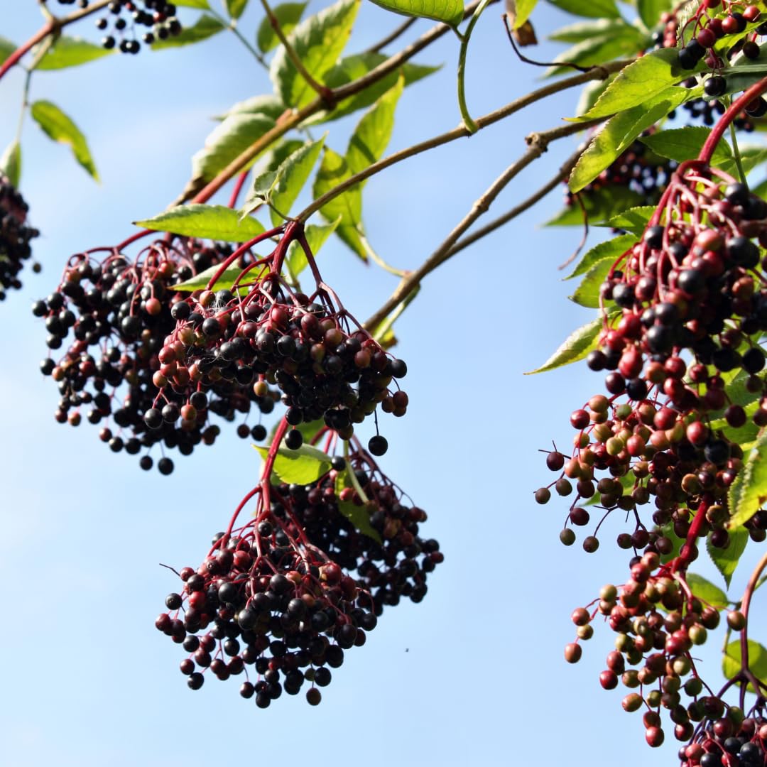 Set of 10 Elderberry Cuttings for Planting, Black Elderberry Fruit Plants, 6–8 Inches Long for Outdoor Growing