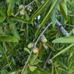 Willow Oak Plant Live, Oak Tree Live for Planting 12-18 Inch Tall, Oak Tree for Yard Growing