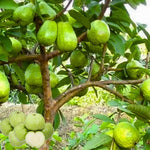 Set 2 White Guava Trees Live Plants, 4-8" in Tall in 4" Pot, Live Guava Trees Plant, Guava Trees Plant Live, Guava for Growing