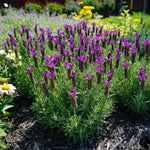 2 Lavender Plants Live Indoors, 4-8" Tall, Lavandula Perennial Flower Plants for Planting Outdoors Home Garden (Spanish Lavender)